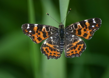 Landkärtchen (Araschnia levana) - © Emanuel Trummer